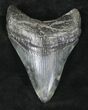 Megalodon Tooth - South Carolina #20459-1